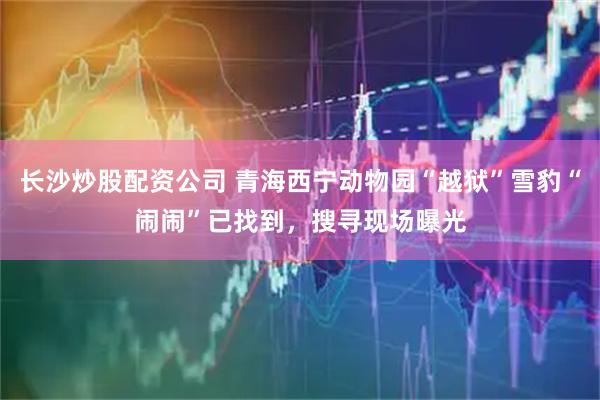 长沙炒股配资公司 青海西宁动物园“越狱”雪豹“闹闹”已找到，搜寻现场曝光